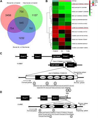 Role of GABRD Gene Methylation in the Nucleus Accumbens in Heroin-Seeking Behavior in Rats